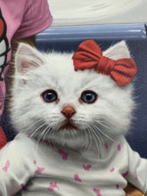 Load image into Gallery viewer, “Hello Kitten” Canvas Edition